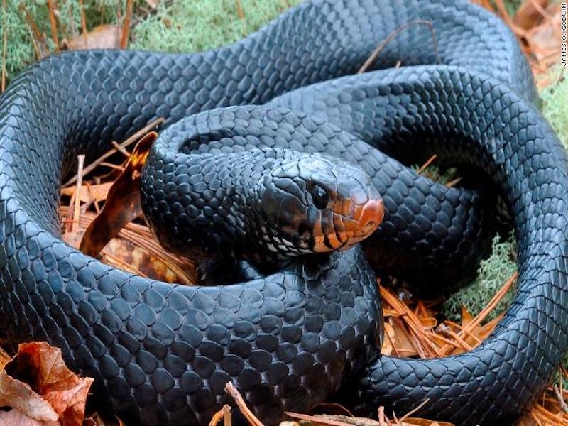 Encuentran rara serpiente en Alabama PAUSA.MX