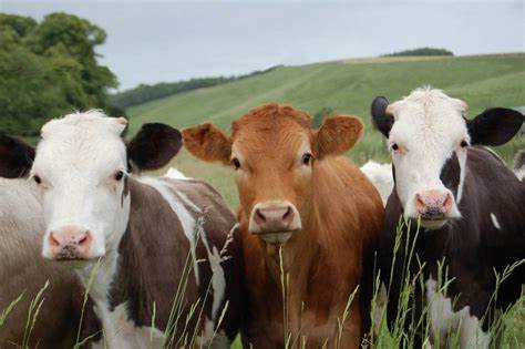 vacas