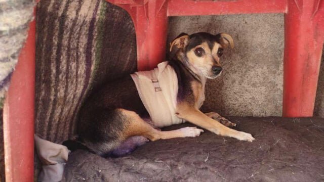 Pausa.mx Perrita, Apuñalada, Saltillo En el Día del Perro, entregan en el Senado reconocimientos a binomios caninos
