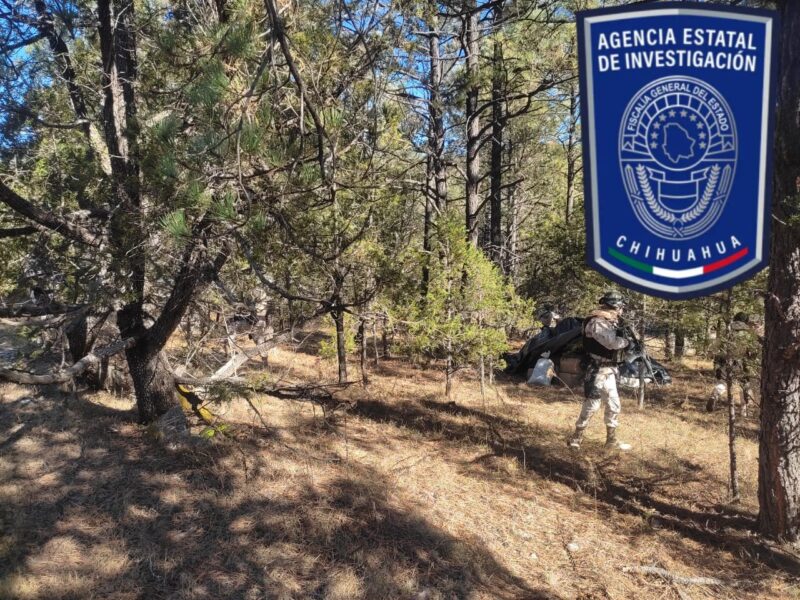 Noticias Chihuahua Pausa.MX Asegura Operativo Conjunto más de 700 kilos de mariguana en Urique