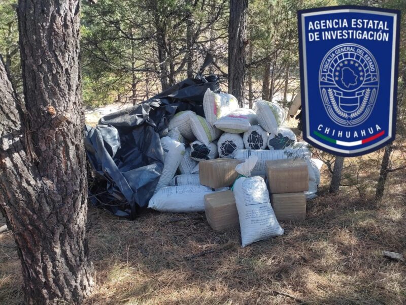 Noticias Chihuahua Pausa.MX Asegura Operativo Conjunto más de 700 kilos de mariguana en Urique