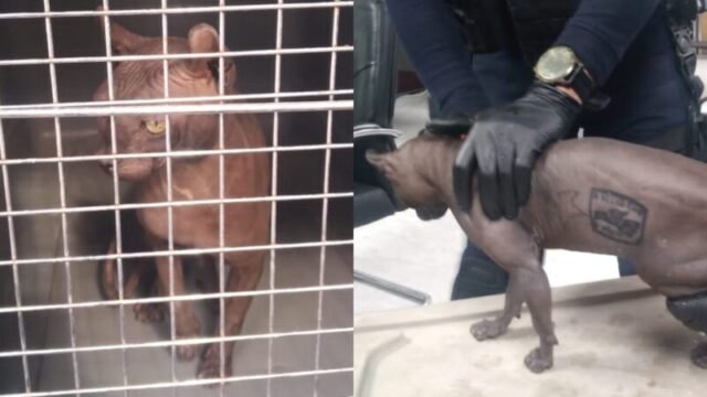 Gato egipcio rescatado del CERESO 3