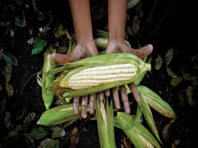 l-reto-de-hacer-crecer-el-campo-pág.-72-75-640x360 PAUSA.MX