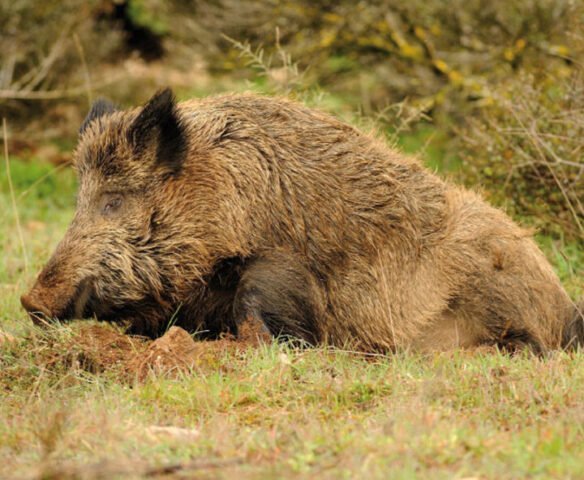 Alertan Bomberos sobre presencia de fauna silvestre en cerros y en mancha urbana