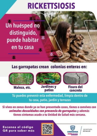 Noticias Chihuahua PAUSA.MX Emite Secretaría de Salud medidas de prevención ante casos de rickettsiosis