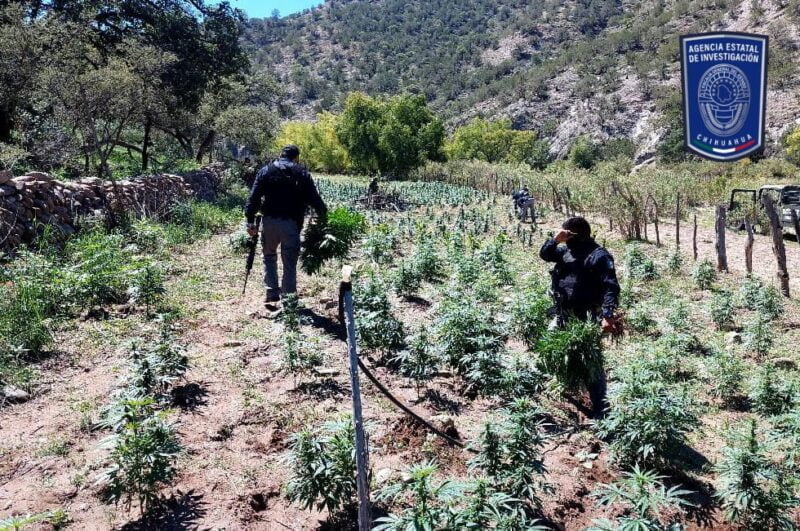 Noticias Chihuahua PAUSA.MX Destruye FGE Occidente plantío de mariguana en Nonoava