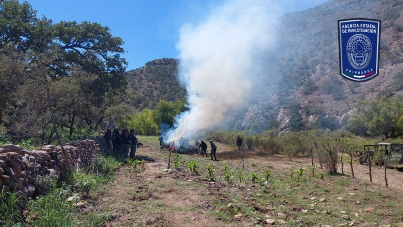 Noticias Chihuahua PAUSA.MX Destruye FGE Occidente plantío de mariguana en Nonoava