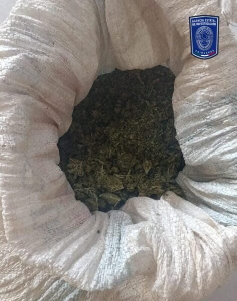 Noticias Chihuahua PAUSA.MX Asegura Operativo Conjunto cartuchos para armas largas y mariguana en Madera