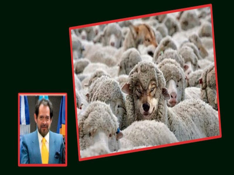ovejas-750x375 PAUSA.MX
