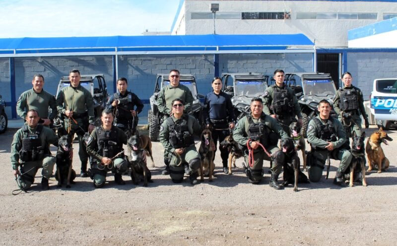 Noticias Chihuahua PAUSA.MX Son perros policía grandes aliados para la seguridad de los chihuahuenses