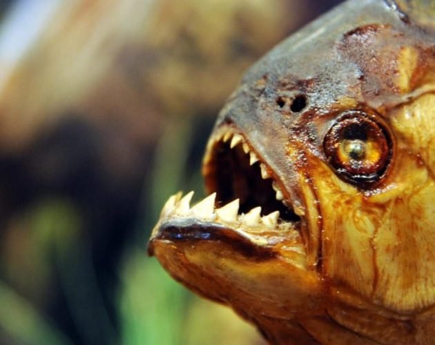 Terror en Brasil: tras severa inundación, miles de PIRAÑAS invaden las calles
