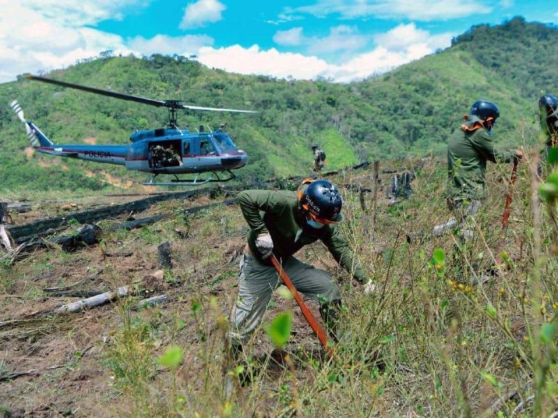 Perú destruye más de 6 mil hectáreas de hojas de coca destinadas al narcotráfico