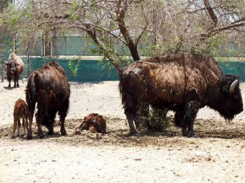 Noticias Chihuahua PAUSA.MX Nace este domingo cría de búfalo en zoológico de Aldama