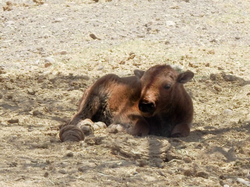 Nuevo huesped BUFALO ZOO (3)