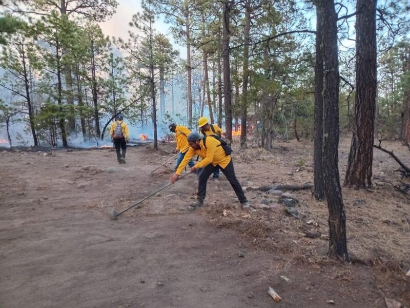 Noticias Chihuahua PAUSA.MX Combaten brigadas 16 incendios forestales activos en la entidad