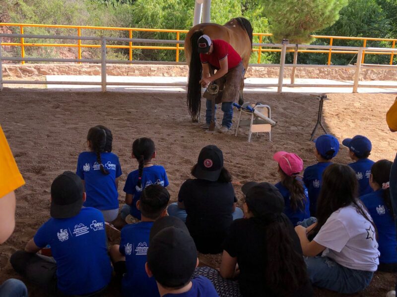 Noticias Chihuahua PAUSA.MX Muestran trabajo de la Policía Montada a niñas y niños de la “Veraneada IMPAS 2024”