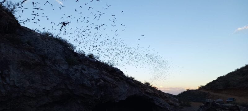 Noticias Chihuahua PAUSA.MX Invitan a temporada de avistamientos de murciélagos en Santa Eulalia