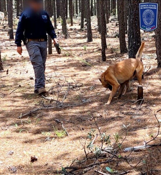 Noticias Chihuahua PAUSA.MX Realizan FGE y CLB inspección en Madera por cuatro desaparecidos
