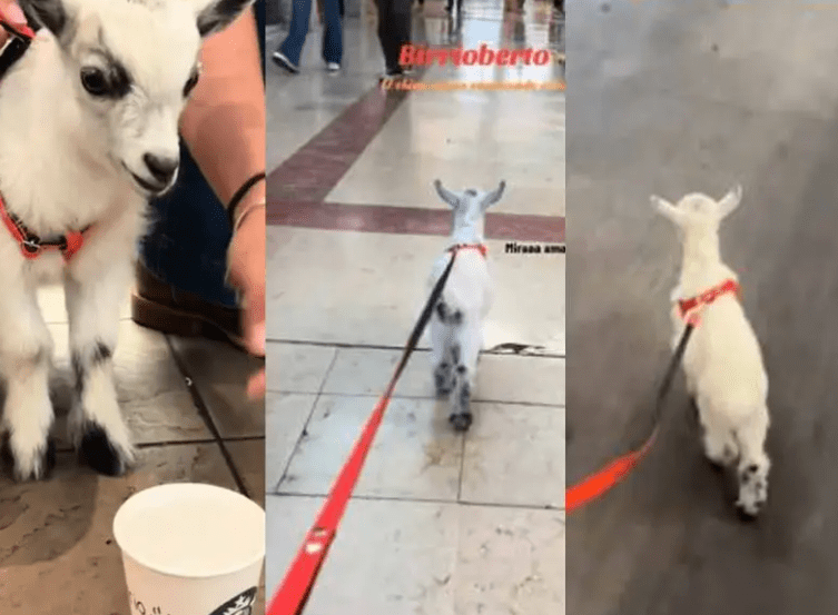 imagen_2024-08-20_151021699