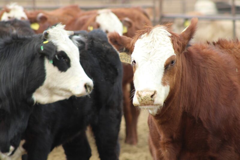 FBDFB917-6B19-47BE-A568-EAC8C215D33E