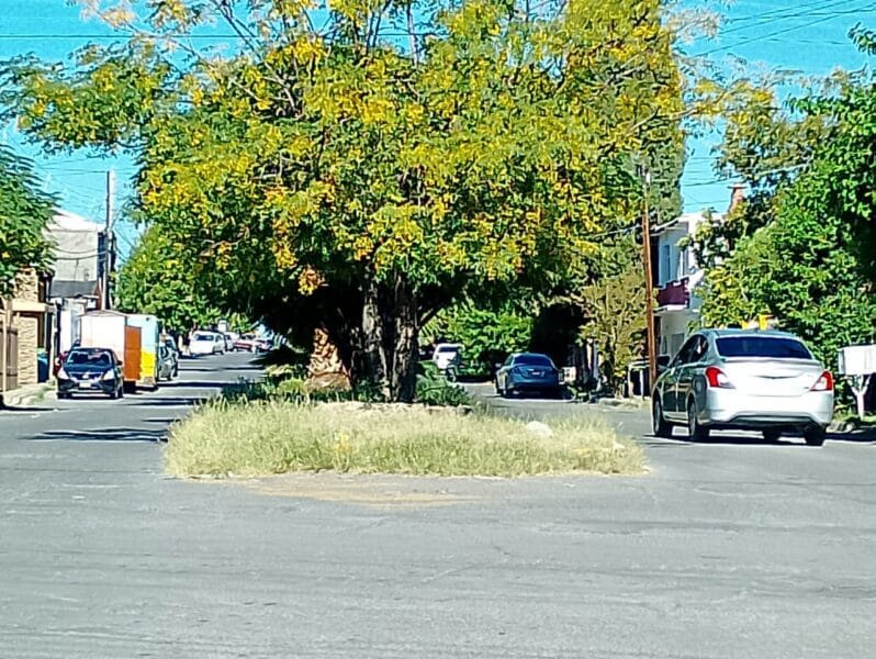 Noticias Chihuahua Pausa.MX Abandono en espacios públicos: Camellón en Colonia Dale, sin mantenimiento desde hace meses