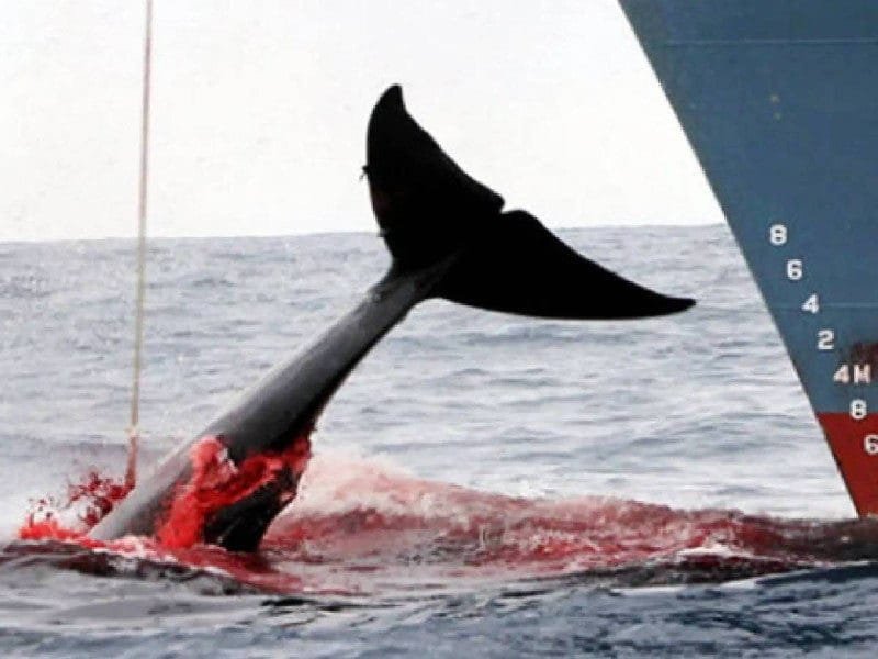 Islandia autoriza la caza de ballenas hasta 2029