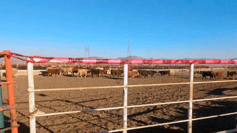 Cabezas de ganado recuperadas. Imagen referencial, cortesía de Gobierno del Estado
