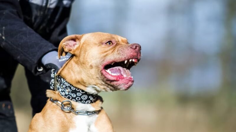 Analizan diputados iniciativa ciudadana para regular perros peligrosos