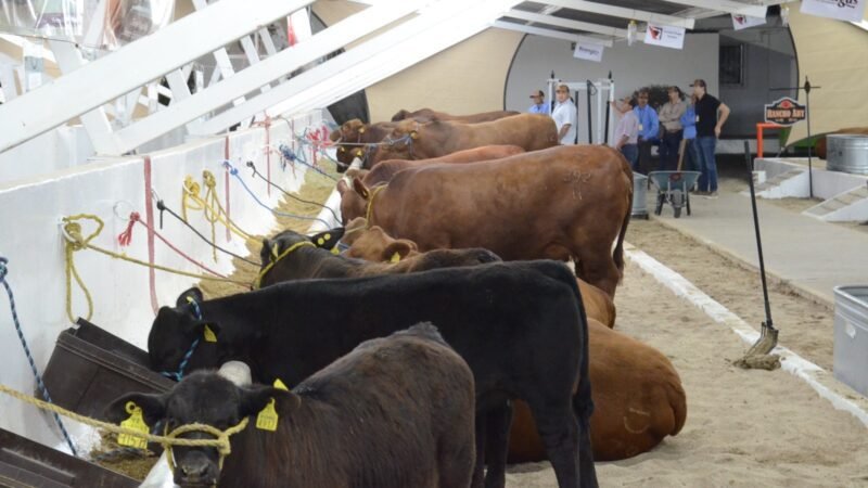 Exportación de ganado. Imagen referencial, tomade del Gobierno de México