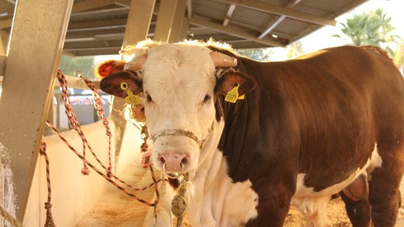 WhatsApp Image 2025-04-11 at 09.28.22