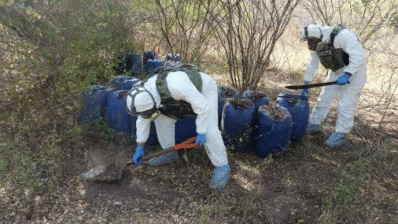 Destruyen 141 plantíos de amapola en Chihuahua durante operativo nacional de seguridad