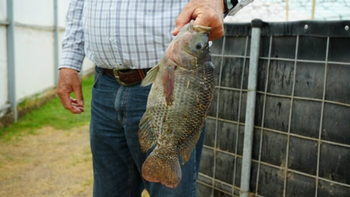 MOJARRA