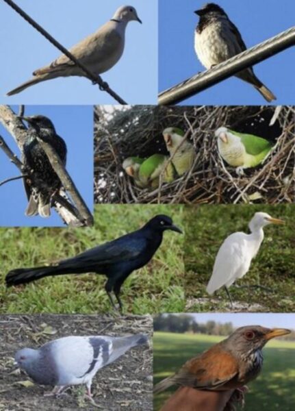 Noticias Chihuahua PAUSA.MX Requiere México control biológico de aves-plaga