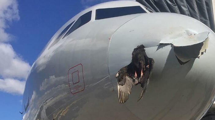 Noticias Chihuahua PAUSA.MX La realidad de aves vs aeronaves según SIFSA