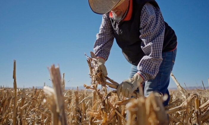 campo chihuahuenses productores chihuahuenses