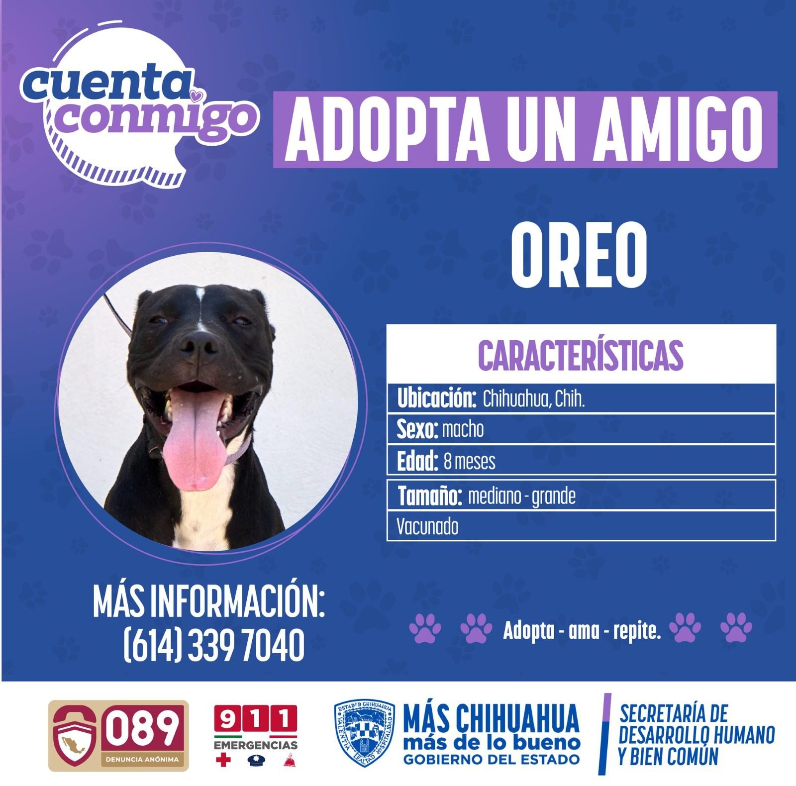 Noticias Chihuahua PAUSA.MX Refuerzan campaña de adopción de mascotas