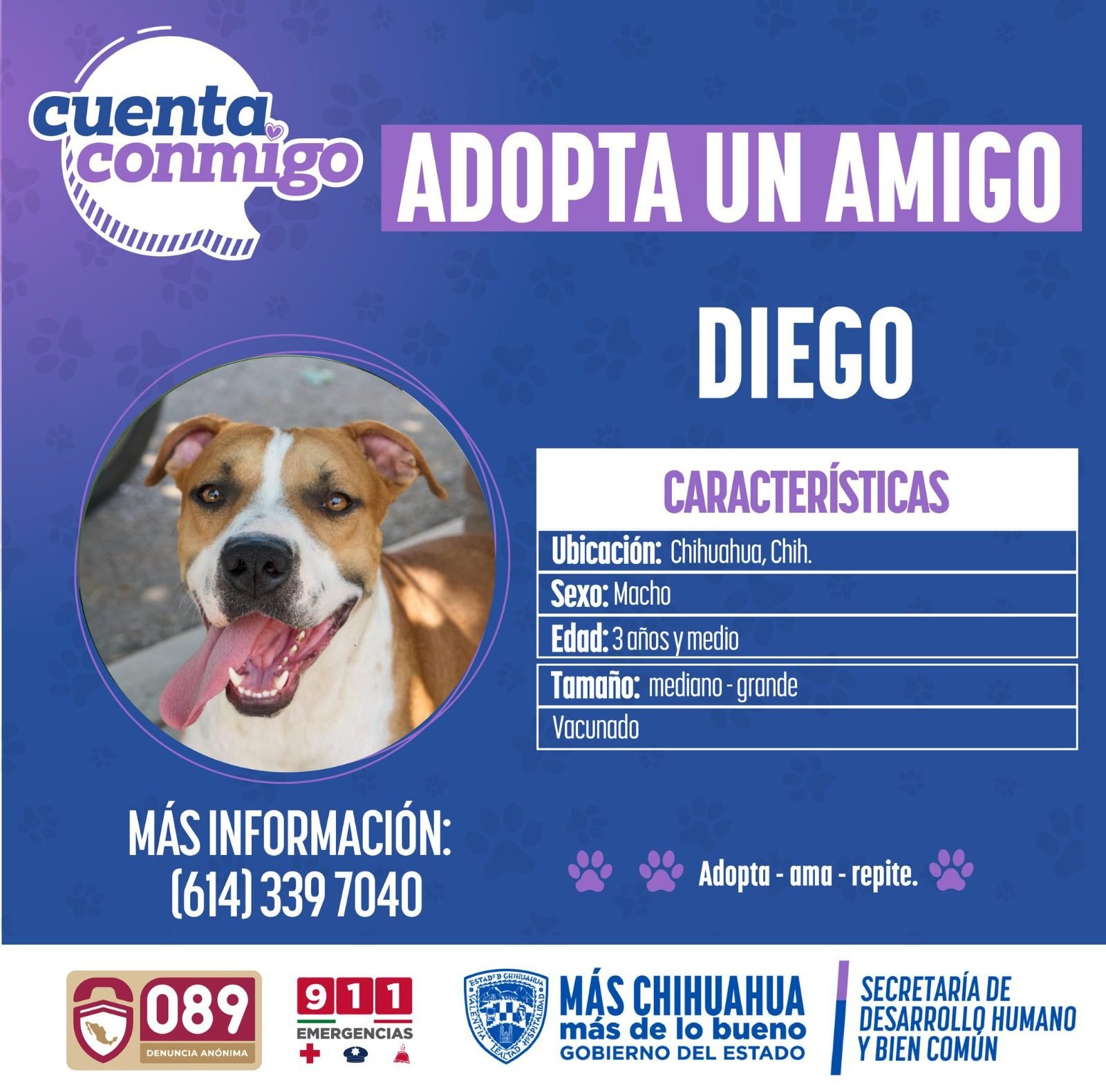 Noticias Chihuahua PAUSA.MX Refuerzan campaña de adopción de mascotas