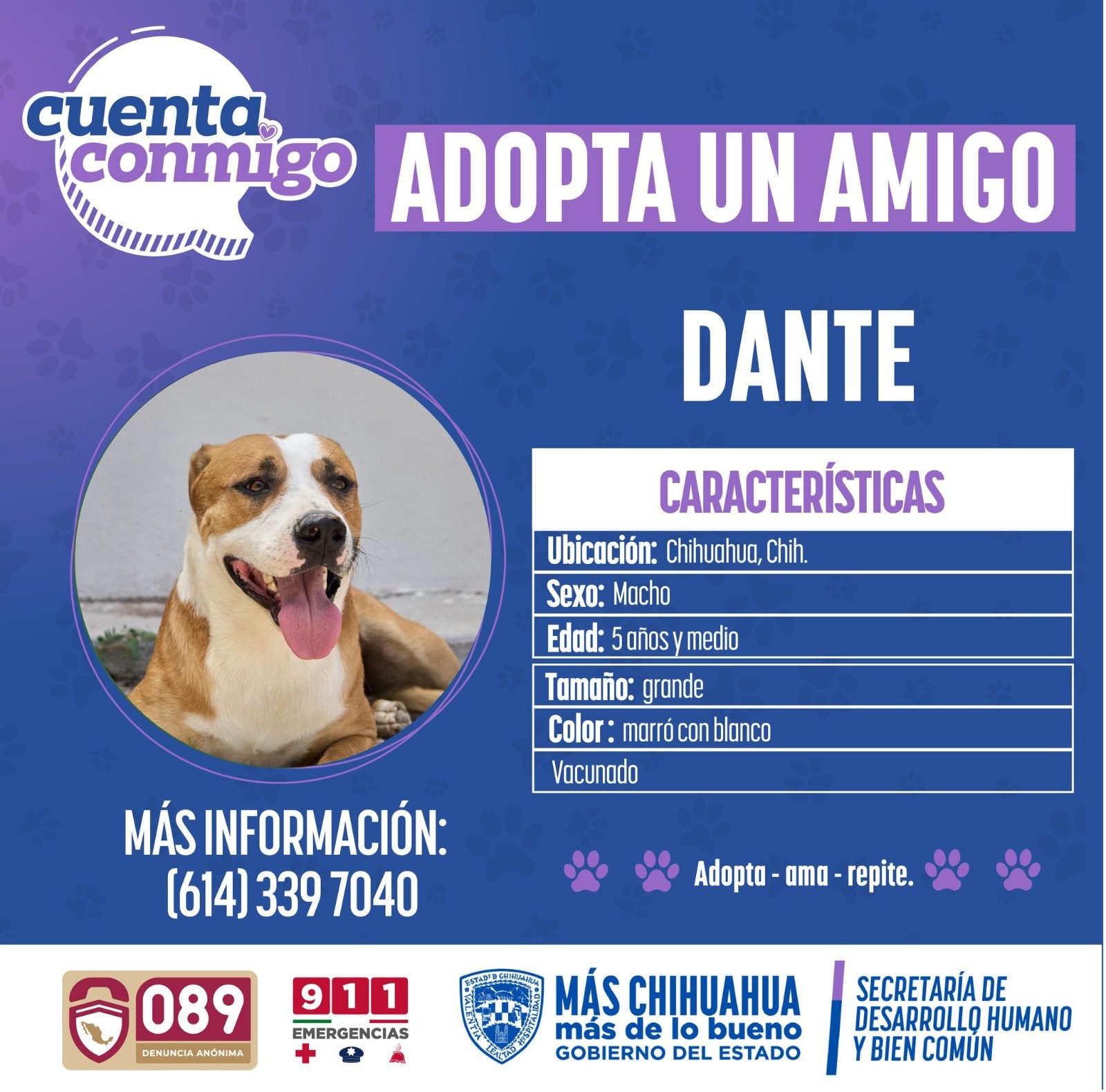 Noticias Chihuahua PAUSA.MX Refuerzan campaña de adopción de mascotas