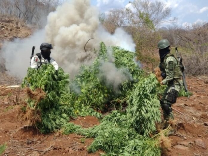 700_plantacion PAUSA.MX