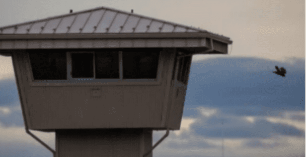 Noticias Chihuahua PAUSA.MX Insólito intento de contrabando: paloma “becaria” sin carga causa sorpresa en Canadá