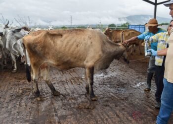 Chihuahua acumula 63 casos de gusano barrenador del ganado Chihuahua acumula 63 casos de gusano barrenador del ganado