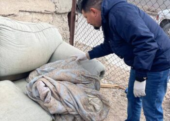 Noticias Chihuahua Pausa.MX Refuerza Salud vigilancia epidemiológica contra la rickettsiosis