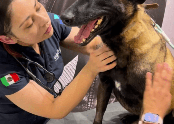 Philips y The Guardian Veterinary Hospital acercan la tomografía computada a la medicina veterinaria en México