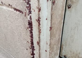 Noticias Chihuahua Pausa.MX Denuncian vivienda infestada de garrapatas en cementerio de animales