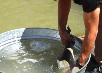 Hoy, concurso de pesca en Guachochi