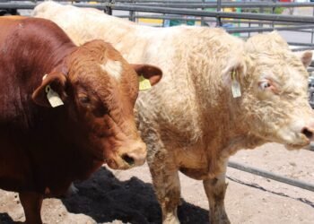 Hacienda garantiza recursos para sanidad animal tras 1er caso de gusano barrenador en el estado Hacienda garantiza recursos para sanidad animal tras 1er caso de gusano barrenador en el estado