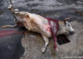 Detiene juez federal tortura de toros en Feria de Tixkokob tras amparo de PETA Latino y Animal Heroes