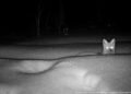 El inquietante cambio en los animales de Chernóbil que desconcierta a científicos del mundo El inquietante cambio en los animales de Chernóbil que desconcierta a científicos del mundo
