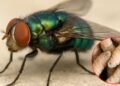 Alerta SIFSA sobre brote de gusano barrenador