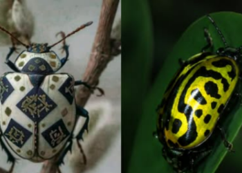 Increíble escarabajo parece una obra de arte y sus extraños dibujos sorprenden al mundo